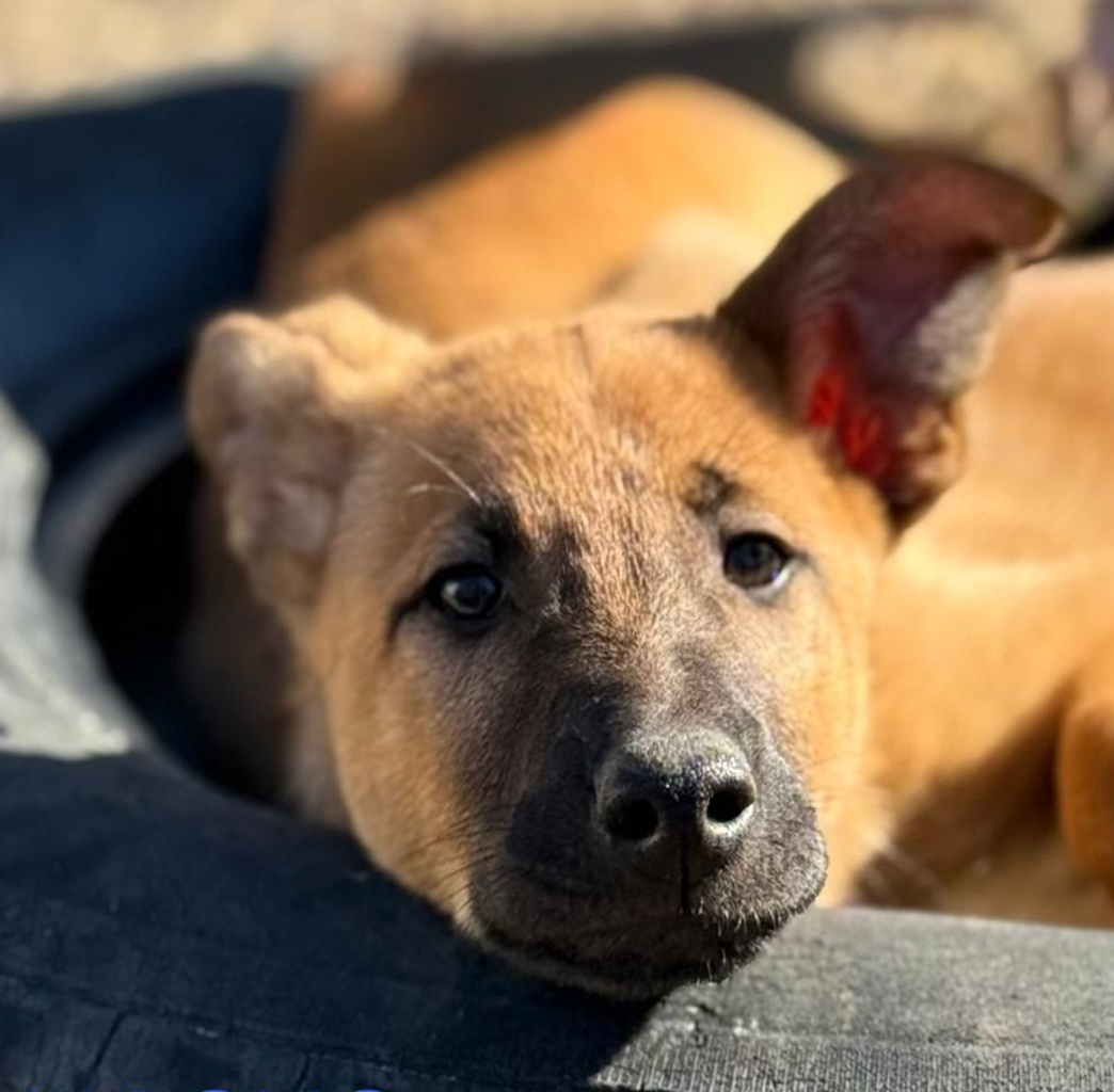 Malinois-Podenco-Mischling Armin, 08/2025, Endgröße ca. 50-55 cm