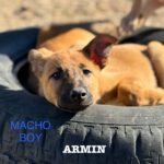 Malinois-Podenco-Mischling Armin, 08/2025, Endgröße ca. 50-55 cm