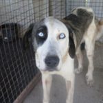 Mastin Armony, 08/2022, ca. 70 cm