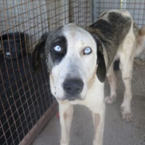 Mastin Armony, 08/2022, ca. 70 cm