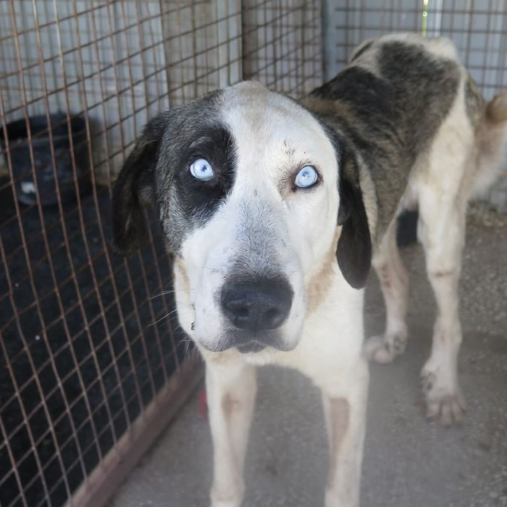 Mastin Armony, 08/2022, ca. 70 cm