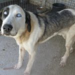 Mastin Armony, 08/2022, ca. 70 cm