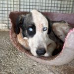 Mastin Armony, 08/2022, ca. 70 cm