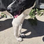 Mischling Arveed, 05/2020, Endgröße ca. 50 cm