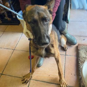 Deutscher Schäferhund Arzak, 10/2023, ca. 60 cm