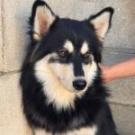 Pomsky Atlas, 01/2025, Endgröße ca. 43 cm