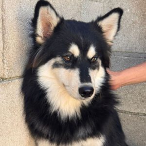 Pomsky Atlas, 01/2025, Endgröße ca. 43 cm