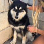 Pomsky Atlas, 01/2025, Endgröße ca. 43 cm