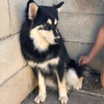 Pomsky Atlas, 01/2025, Endgröße ca. 43 cm