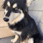 Pomsky Atlas, 01/2025, Endgröße ca. 43 cm