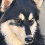 Pomsky Atlas, 01/2025, Endgröße ca. 43 cm