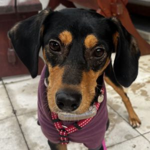 Mischling Aton, 07/2020, ca. 40 cm,83607 Holzkirchen