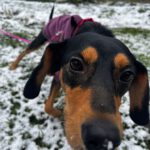 Mischling Aton, 07/2020, ca. 40 cm,83607 Holzkirchen