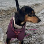 Mischling Aton, 07/2020, ca. 40 cm,83607 Holzkirchen