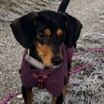 Mischling Aton, 07/2020, ca. 40 cm,83607 Holzkirchen