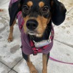 Mischling Aton, 07/2020, ca. 40 cm,83607 Holzkirchen