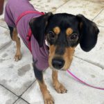 Mischling Aton, 07/2020, ca. 40 cm,83607 Holzkirchen