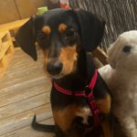 Mischling Aton, 07/2020, ca. 40 cm,83607 Holzkirchen