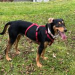 Mischling Aton, 07/2020, ca. 40 cm,83607 Holzkirchen