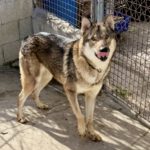 Tschechoslowakischer Wolfshund Atuk, 10/2022, ca. 65 cm