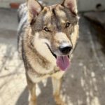 Tschechoslowakischer Wolfshund Atuk, 10/2022, ca. 65 cm