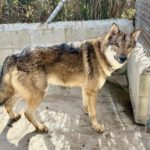 Tschechoslowakischer Wolfshund Atuk, 10/2022, ca. 65 cm