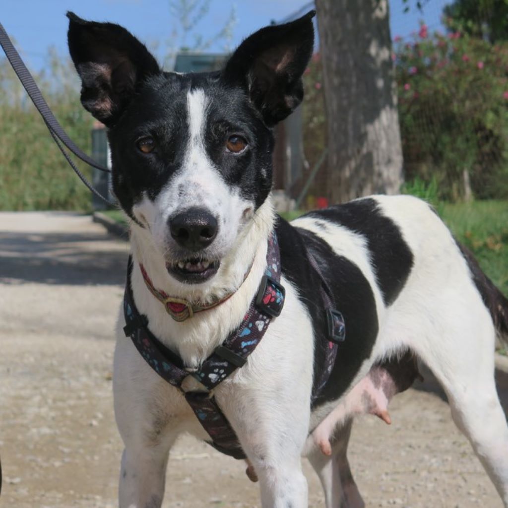 Mischling Aurora, 09/2017, ca. 55 cm