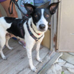 Mischling Aurora, 09/2017, ca. 55 cm