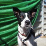 Mischling Aurora, 09/2017, ca. 55 cm