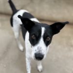 Mischling Aurora, 09/2017, ca. 55 cm