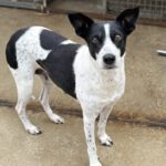 Mischling Aurora, 09/2017, ca. 55 cm