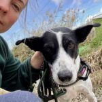 Mischling Aurora, 09/2017, ca. 55 cm