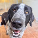 Mastin Mischling Aurora, 05/2023, ca. 65 cm