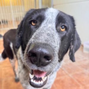 Mastin Mischling Aurora, 05/2023, ca. 65 cm