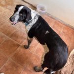 Mastin Mischling Aurora, 05/2023, ca. 65 cm