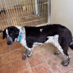 Mastin Mischling Aurora, 05/2023, ca. 65 cm