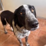 Mastin Mischling Aurora, 05/2023, ca. 65 cm