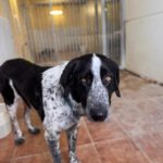 Mastin Mischling Aurora, 05/2023, ca. 65 cm