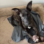 Malinois Mischling Axel, 07/2025, Endgröße ca. 60 cm, 89284 Pfaffenhofen a.d. Roth