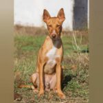 Podenco Beckham, 10/2024, ca. 43 cm