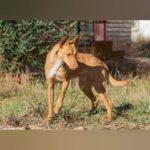 Podenco Beckham, 10/2024, ca. 43 cm