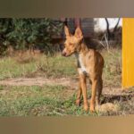 Podenco Beckham, 10/2024, ca. 43 cm