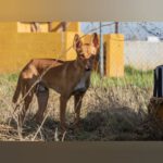 Podenco Beckham, 10/2024, ca. 43 cm