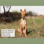 Podenco Beckham, 10/2024, ca. 43 cm