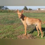 Podenco Beckham, 10/2024, ca. 43 cm
