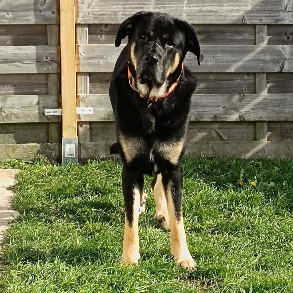 Mastin Belian, 12/2023, ca. 75 cm, 66346 Püttlingen