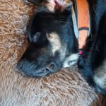 Mastin Belian, 12/2023, ca. 75 cm, 66346 Püttlingen