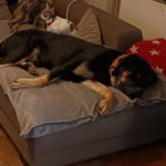 Mastin Belian, 12/2023, ca. 75 cm, 66346 Püttlingen