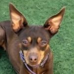 Zwergpinscher Bellota, 06/2016, ca. 33 cm