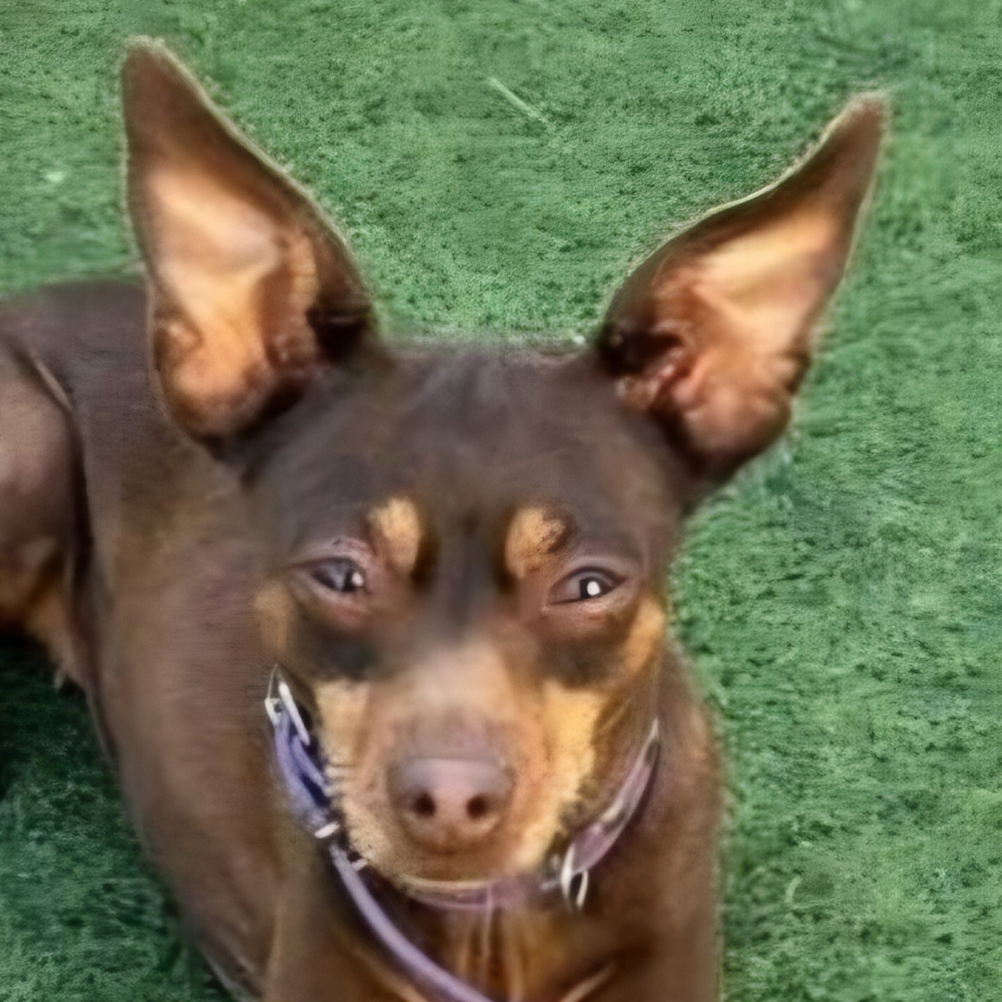 Zwergpinscher Bellota, 06/2016, ca. 33 cm